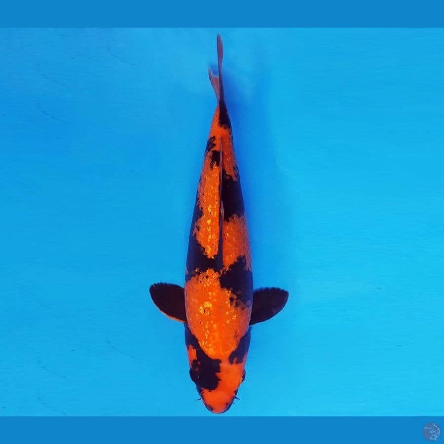 MAGURO 12 - HI UTSURI GIN RIN 35 cm/fm ®