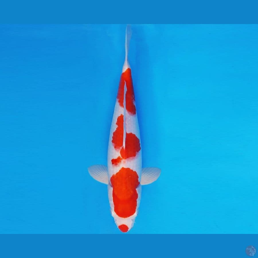 MAGURO 13 - KOHAKU 34 cm/fm ®