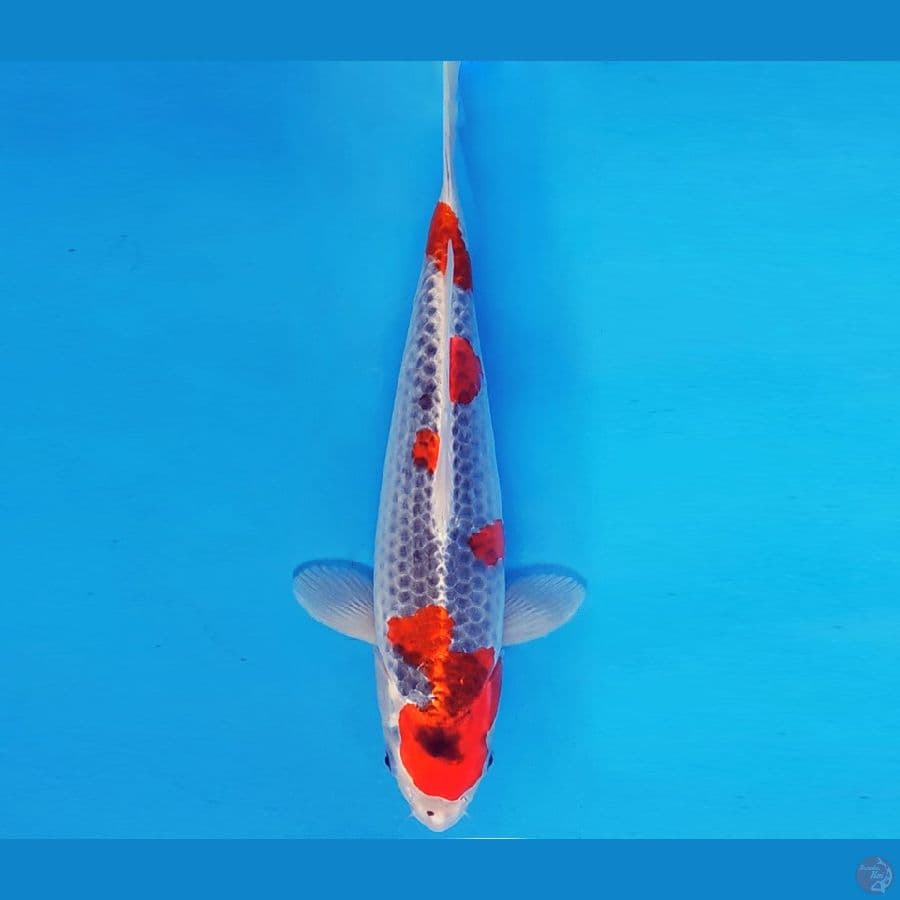 MAGURO 15 - GOSHIKI 35 cm/fm ®