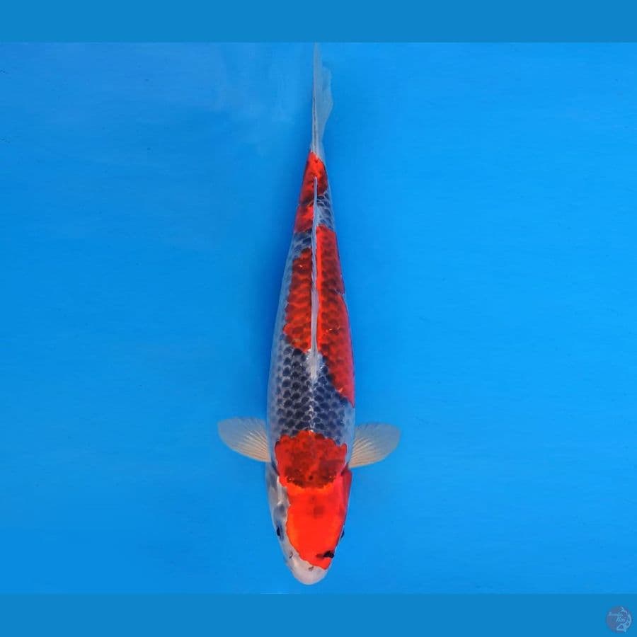 MAGURO 17 - GOSHIKI 33 cm/male ®