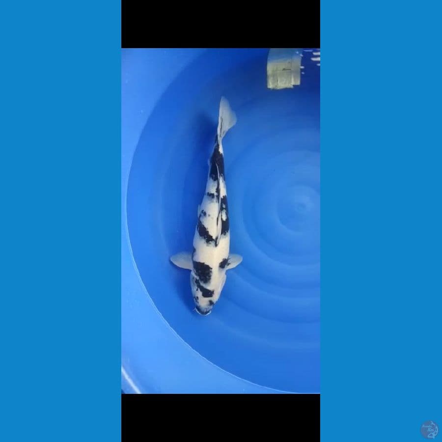 shiroo 55cm