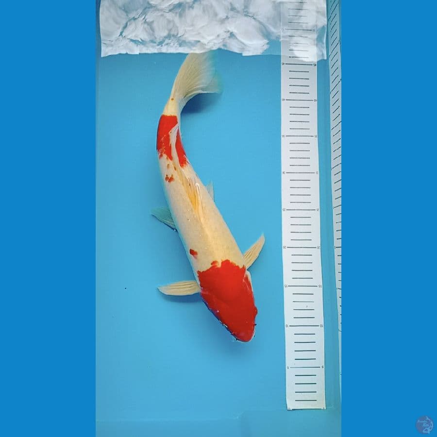 kohaku merah setrong 39 cm