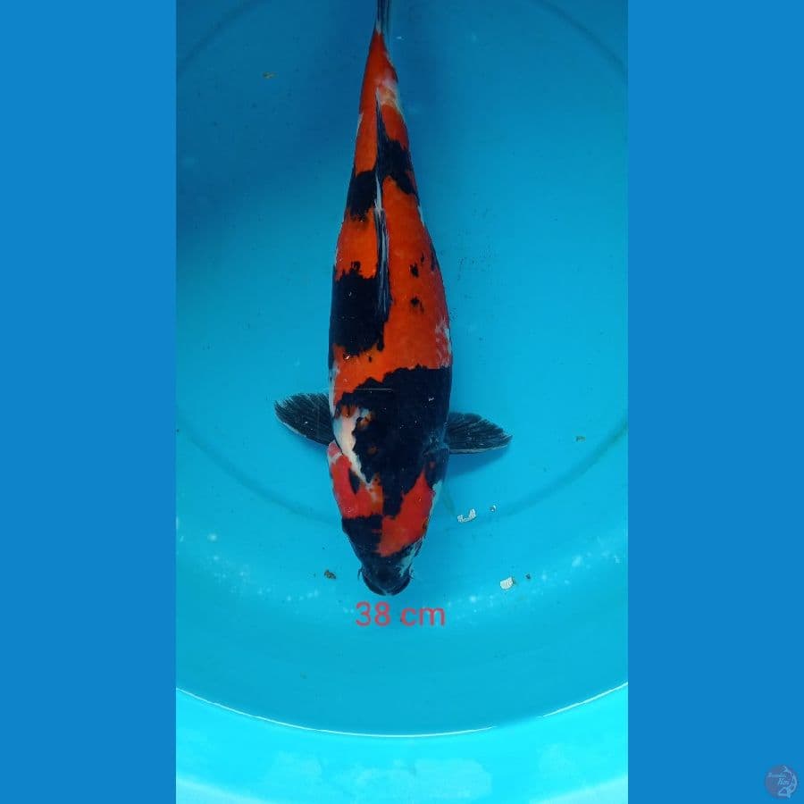 showa 38 cm