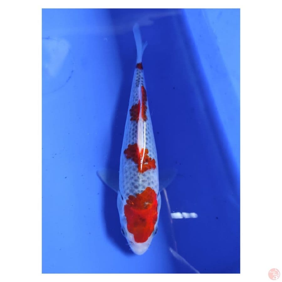 Ghosiki 19CM