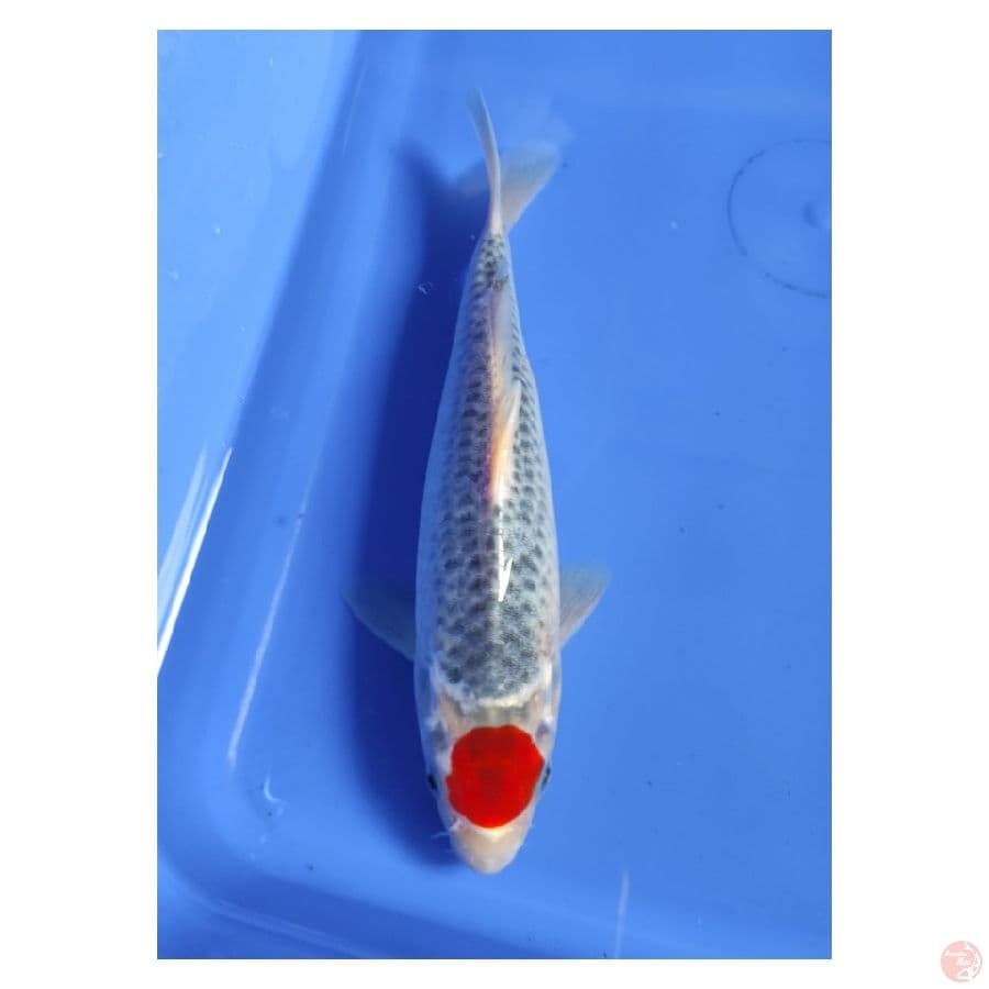 Tancho Gosiki Original 22CM