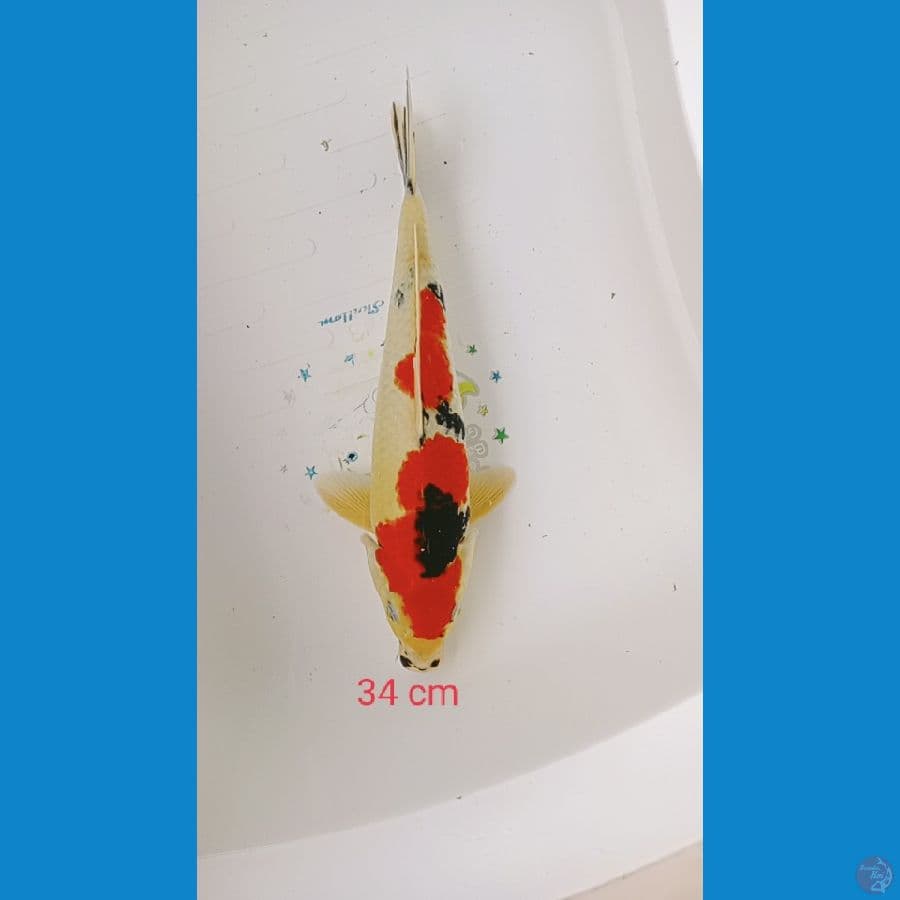 showa 34 cm