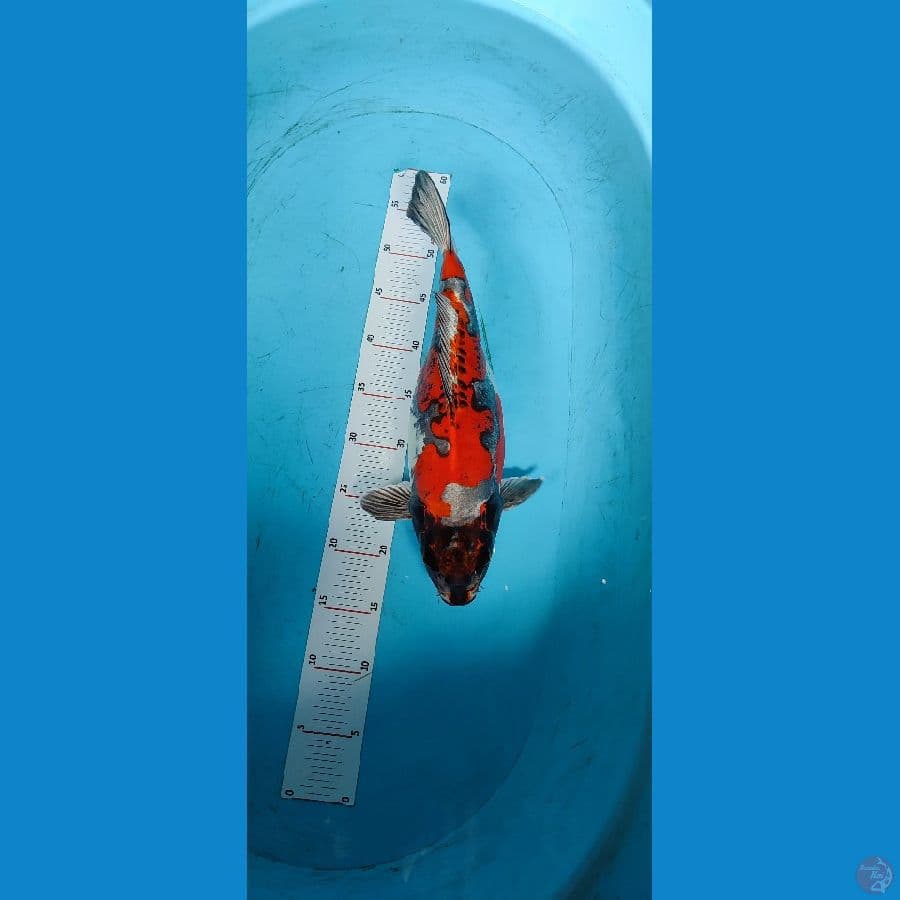 KIKO BABON 40 CM - ARIAKA KOI FARM