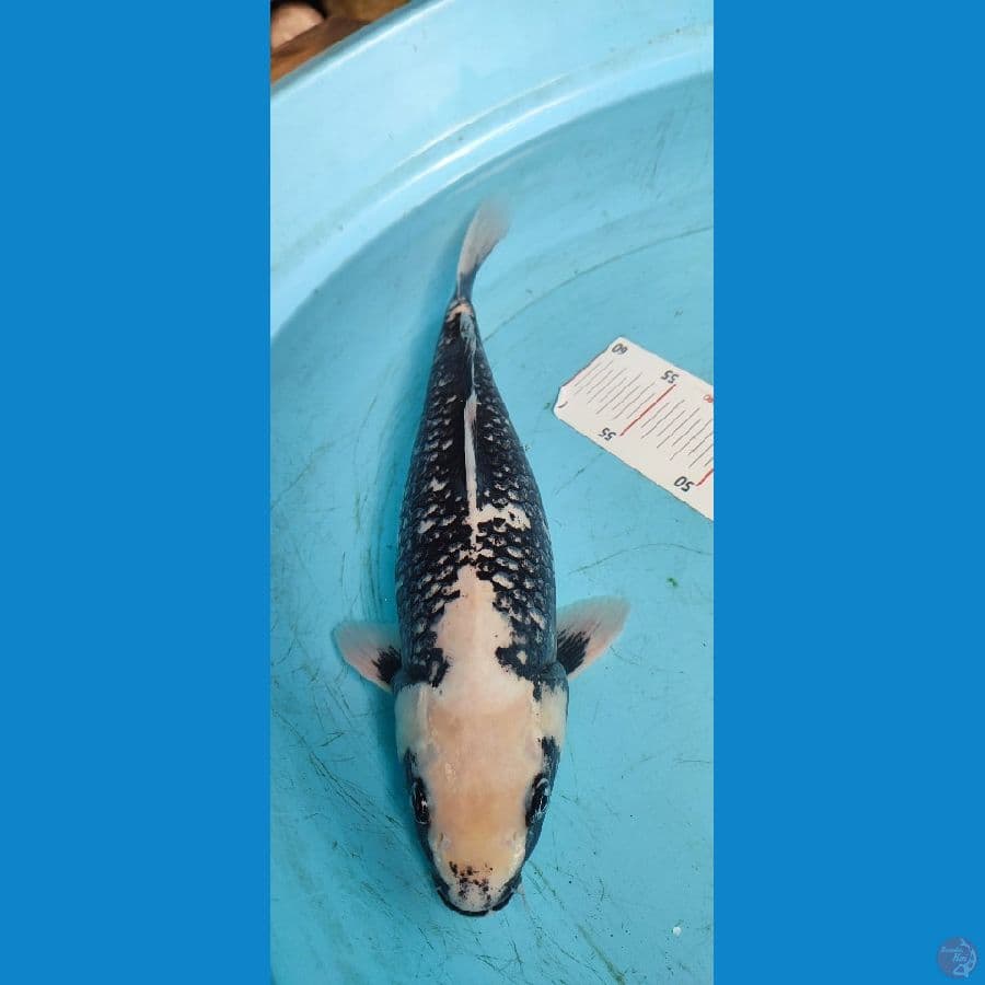 MATSUKAWABAKE ANTIK 37 CM - ARIAKA KOI FARM