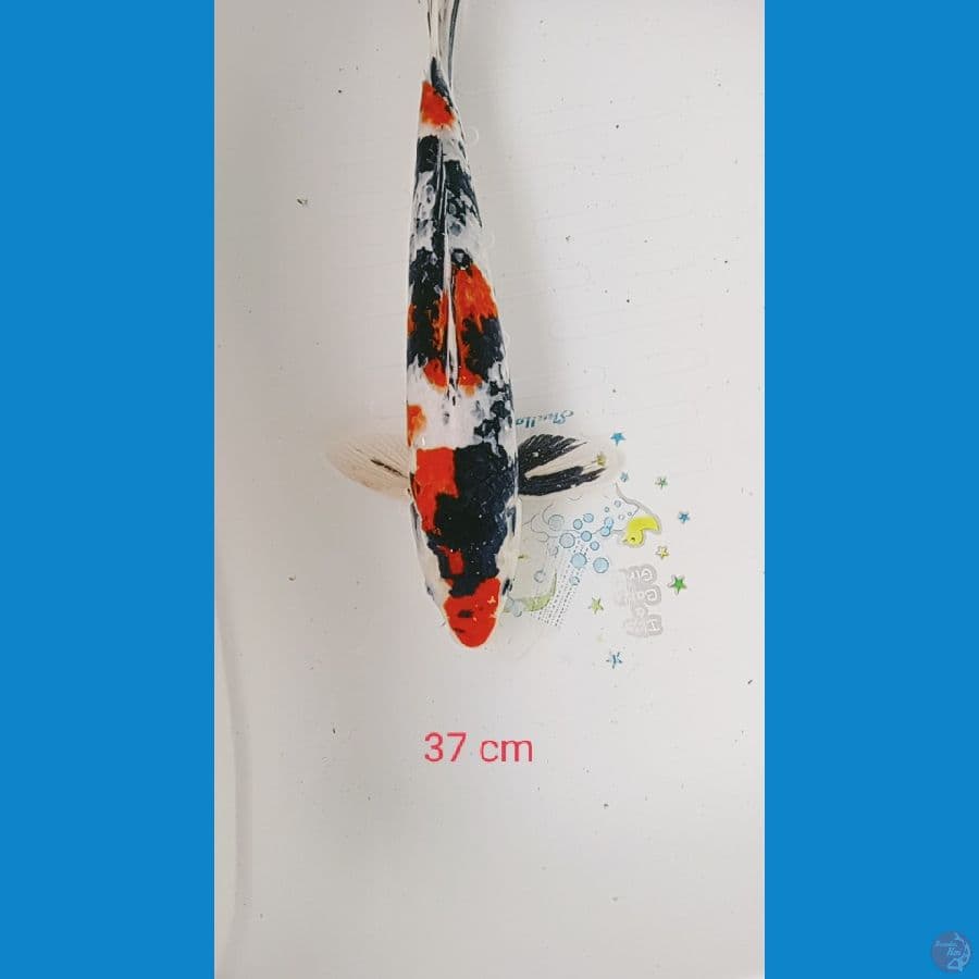 showa sanke 37 cm