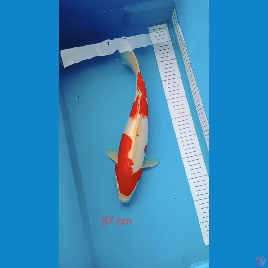 kohaku sanke 37 cm