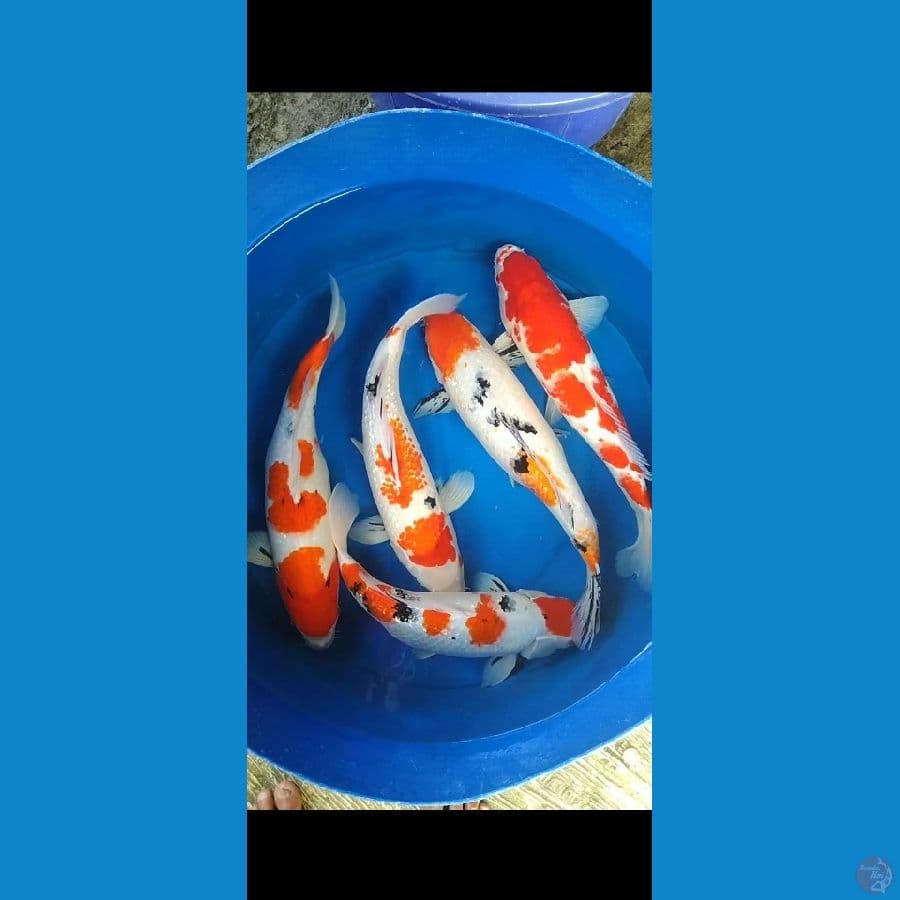 mix koi