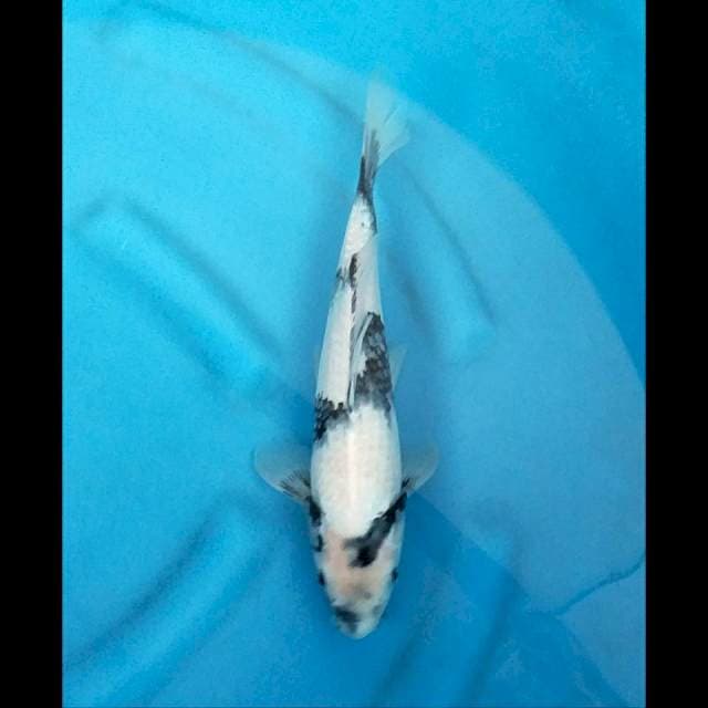 Shiro F1 Damiri Koi