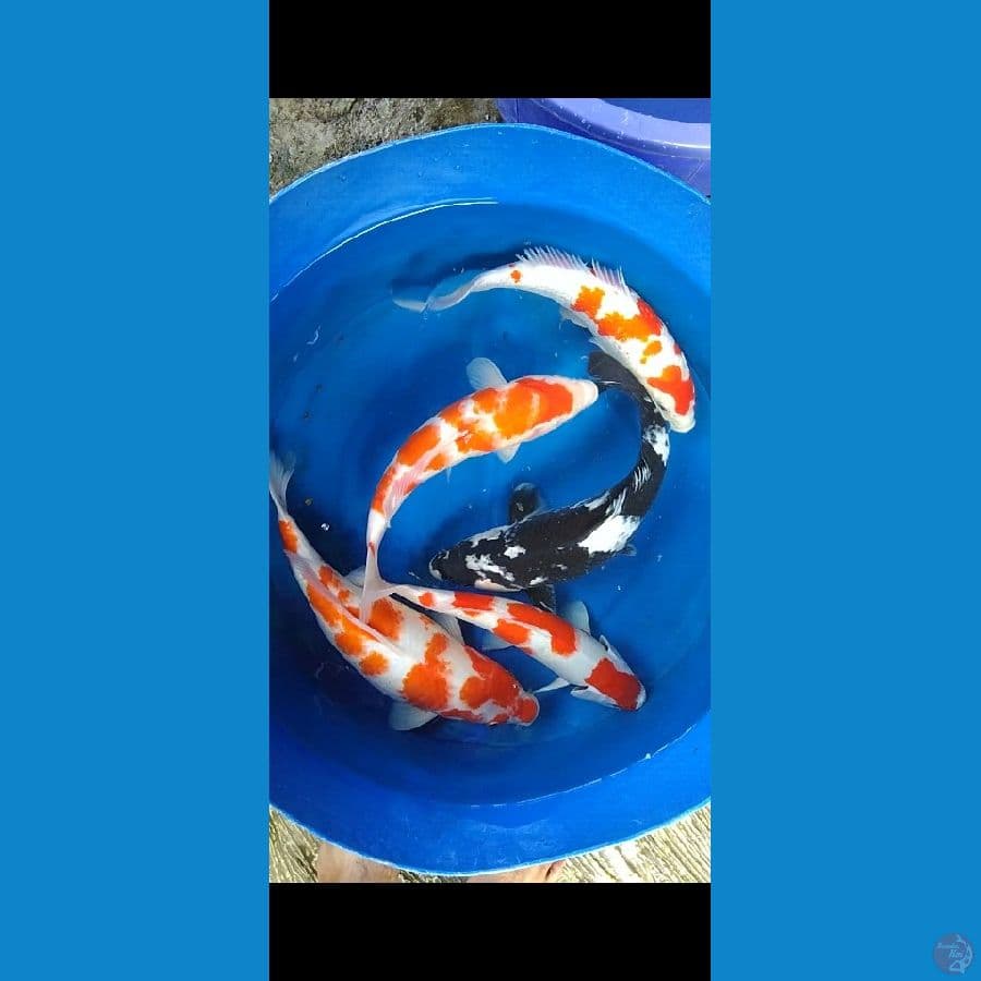 mix koi