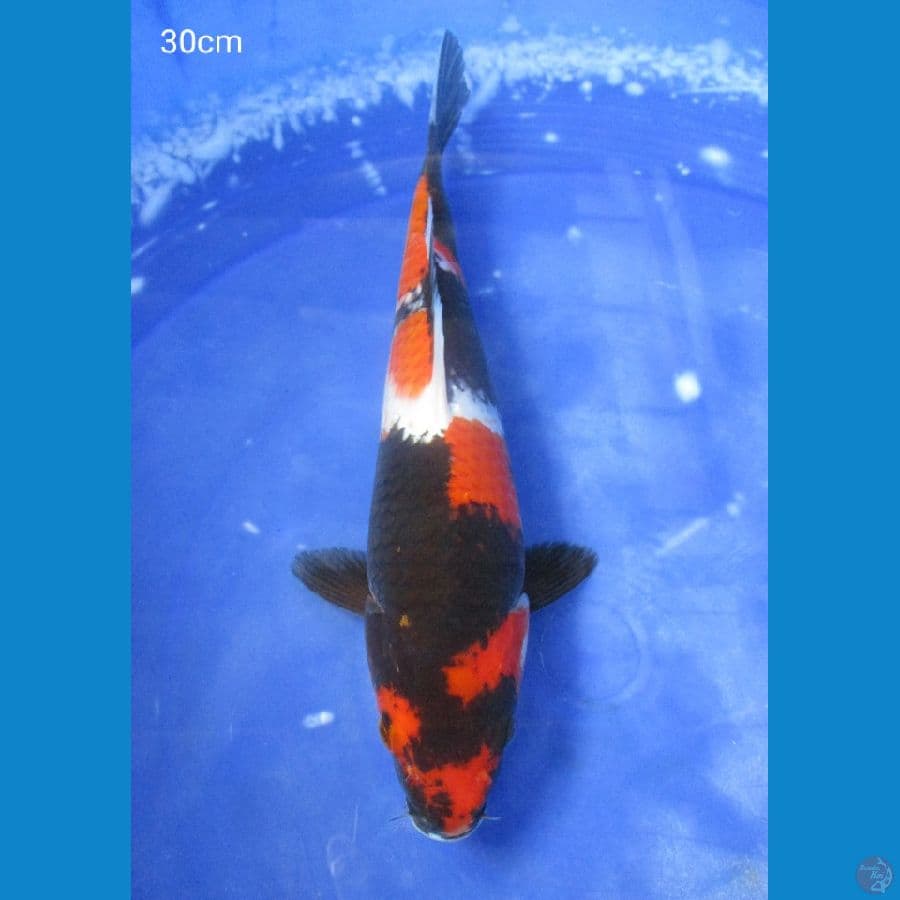 SHOWA 30CM