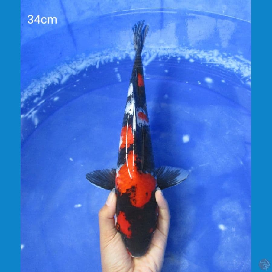 SHOWA 34CM