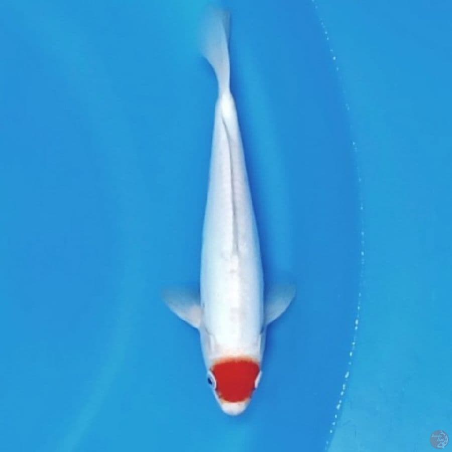 Tancho kohaku doitsu 28cm Male