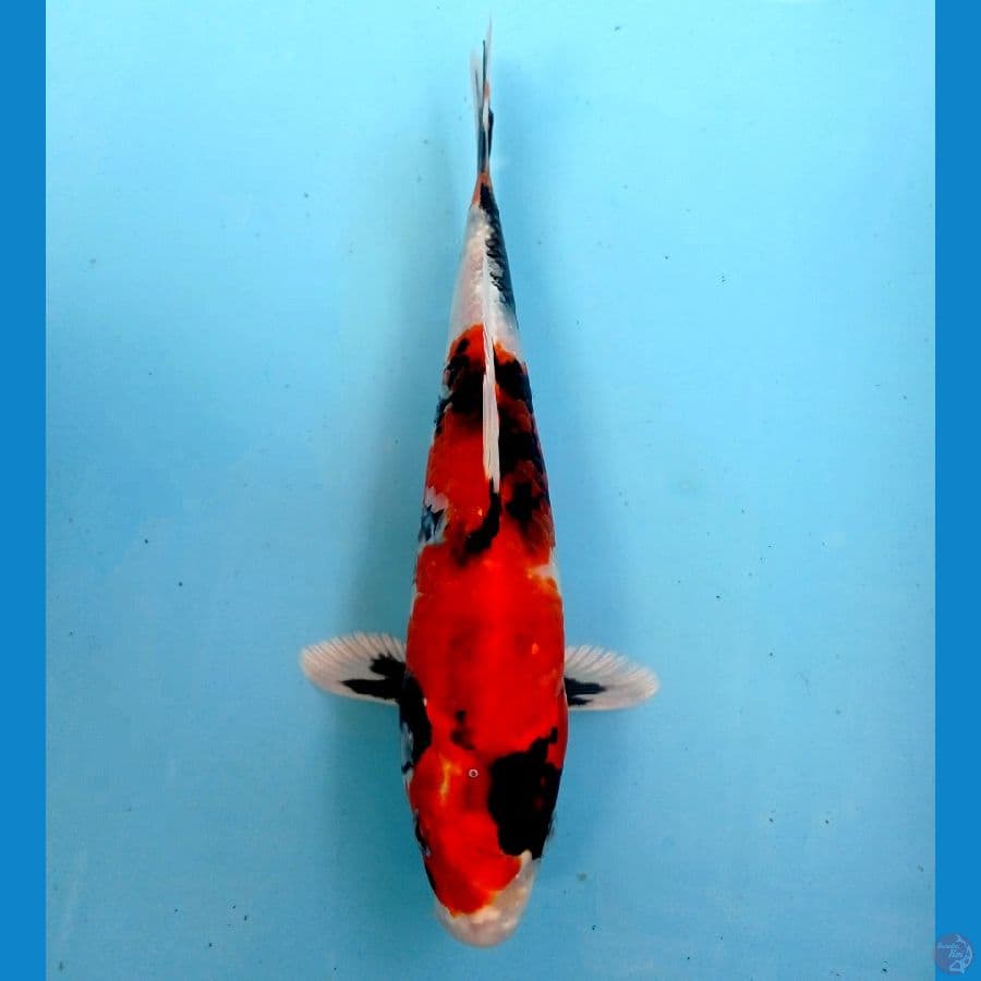 showa hikari 21 cm