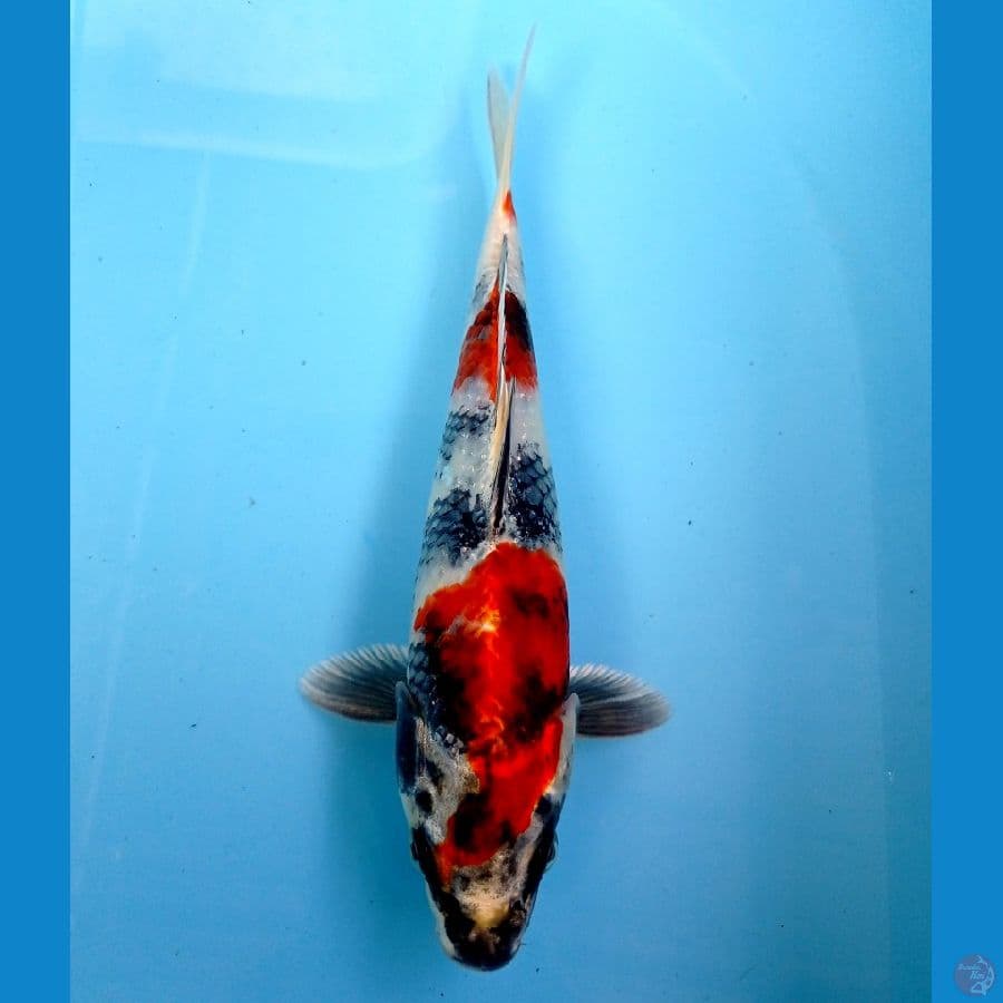 showa hikari 22 cm