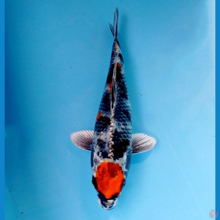 maruten kin showa 21cm