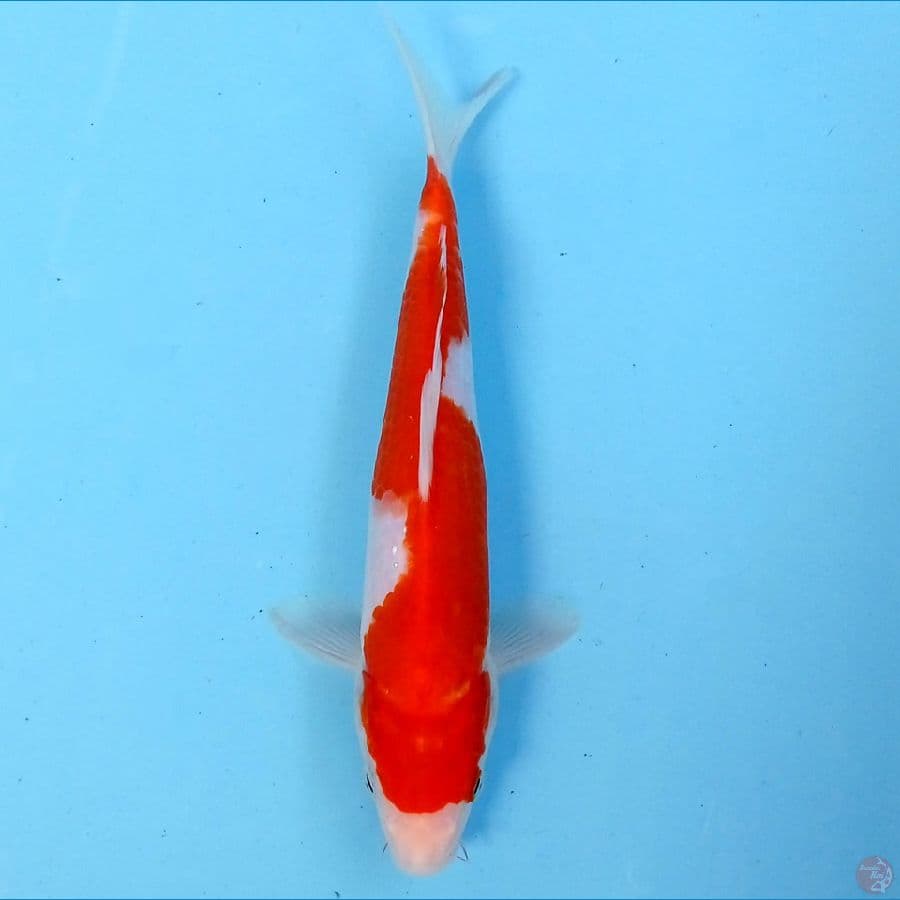 inazuma 21 cm