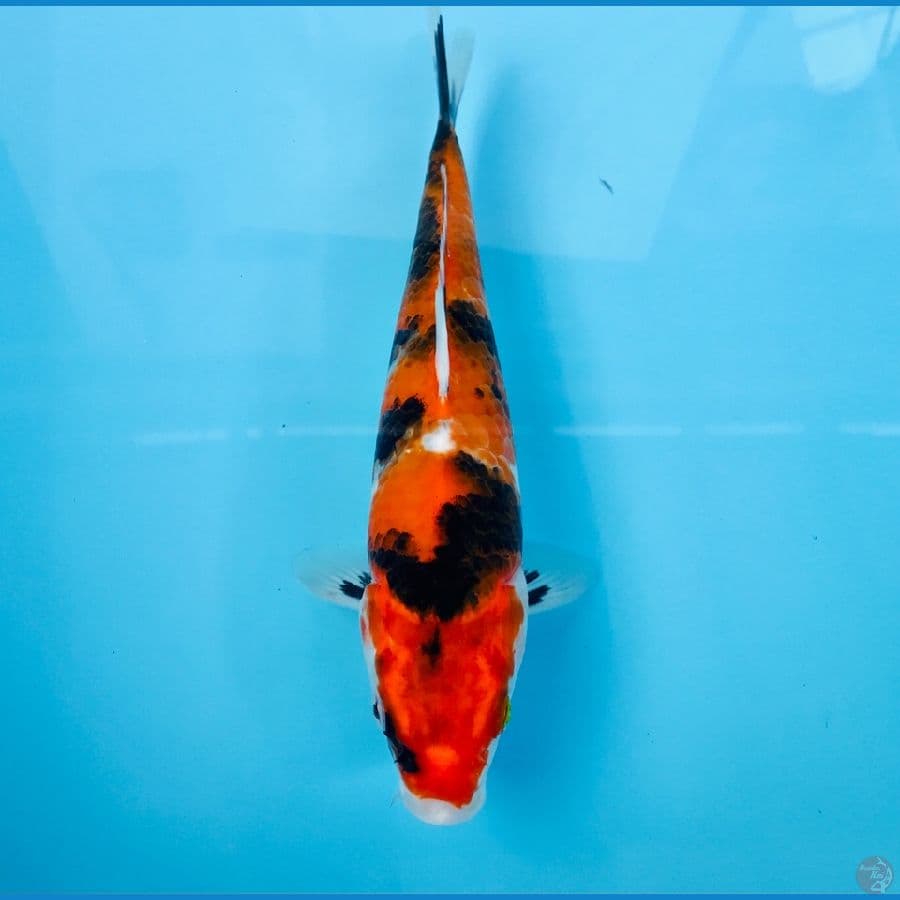 showa, 25 cm