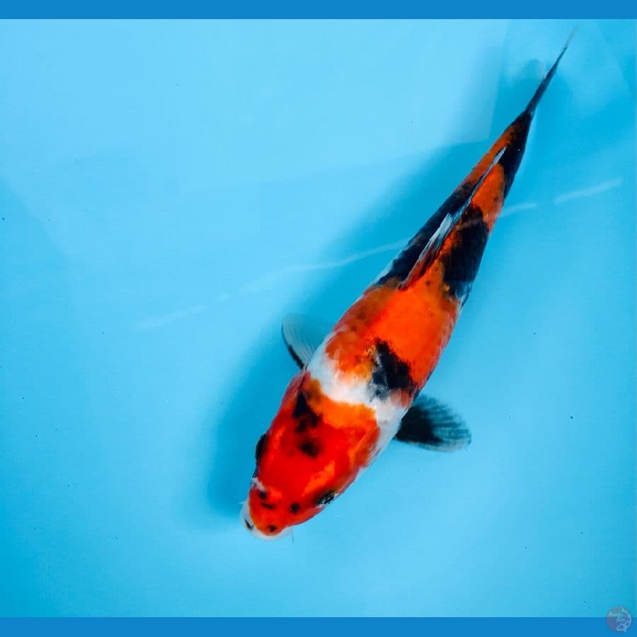 showa, 25 cm