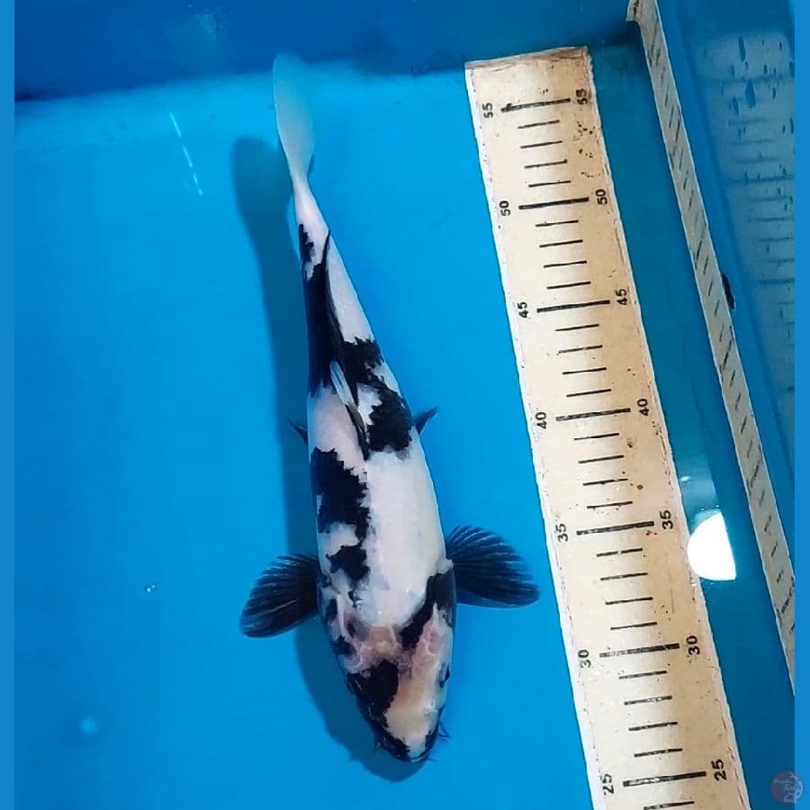 SHIRO 29 CM