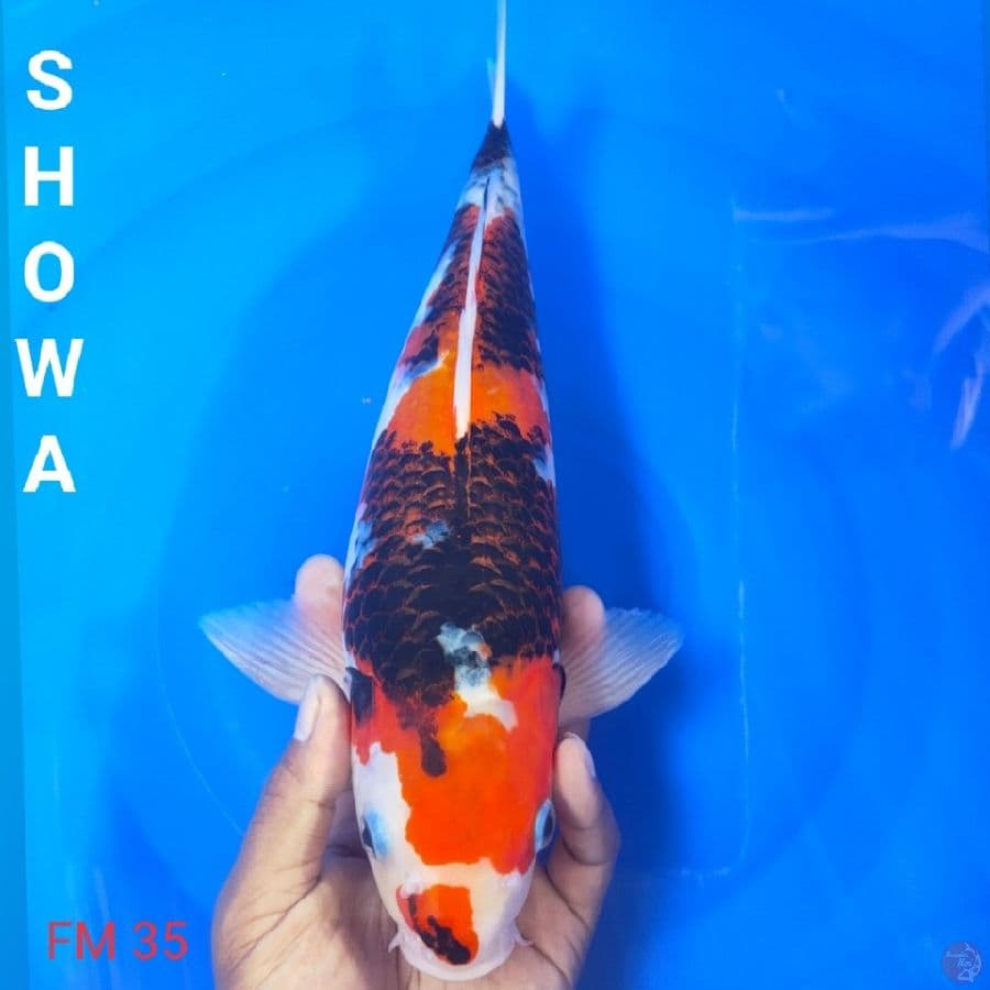 showa 35