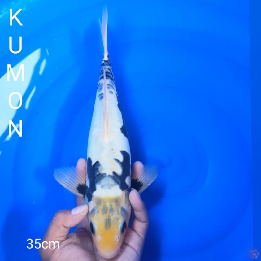 KUMON 35CM