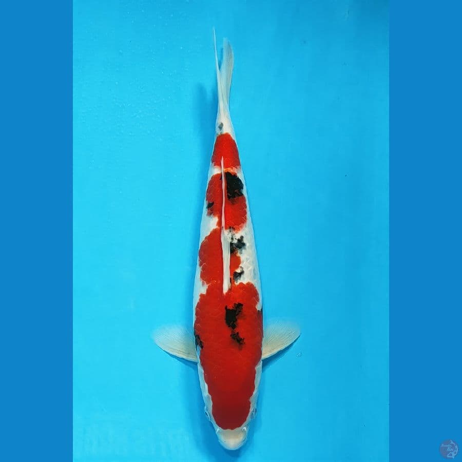 sanke 33cm/ m
