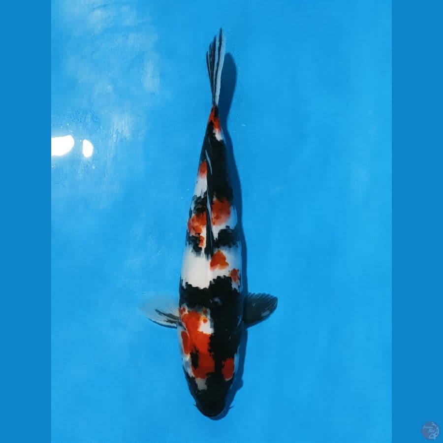 showa 37cm/f