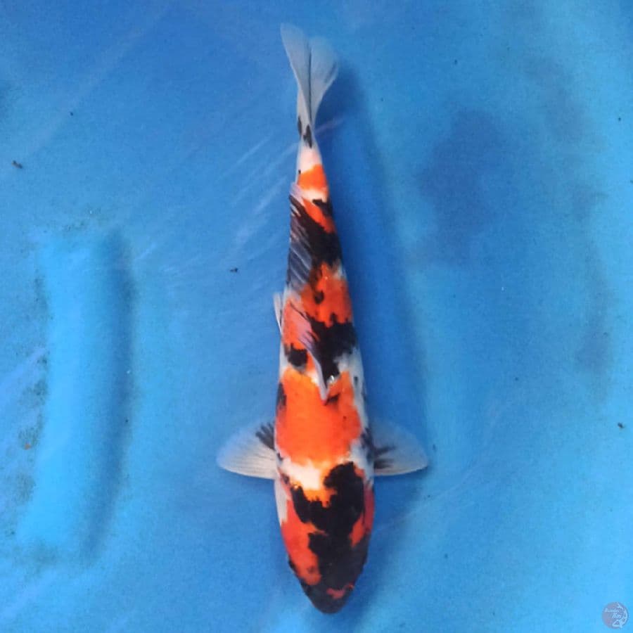 Showa Sanshoku 27cm
