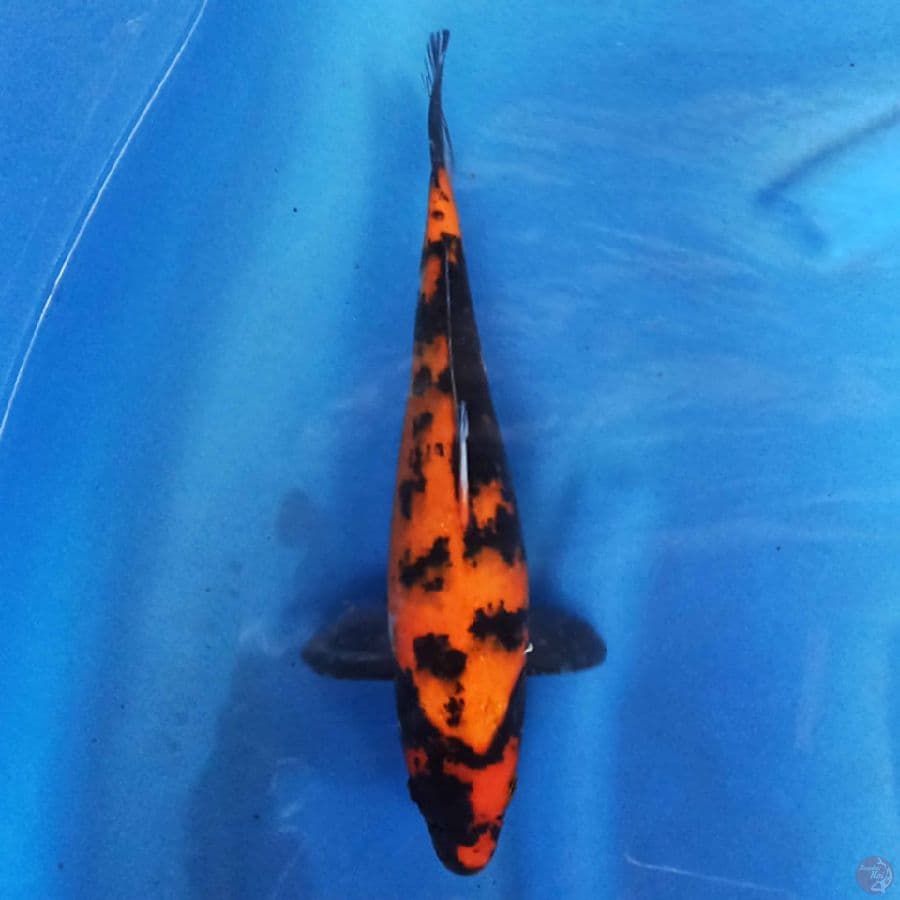 Hi Showa 28cm