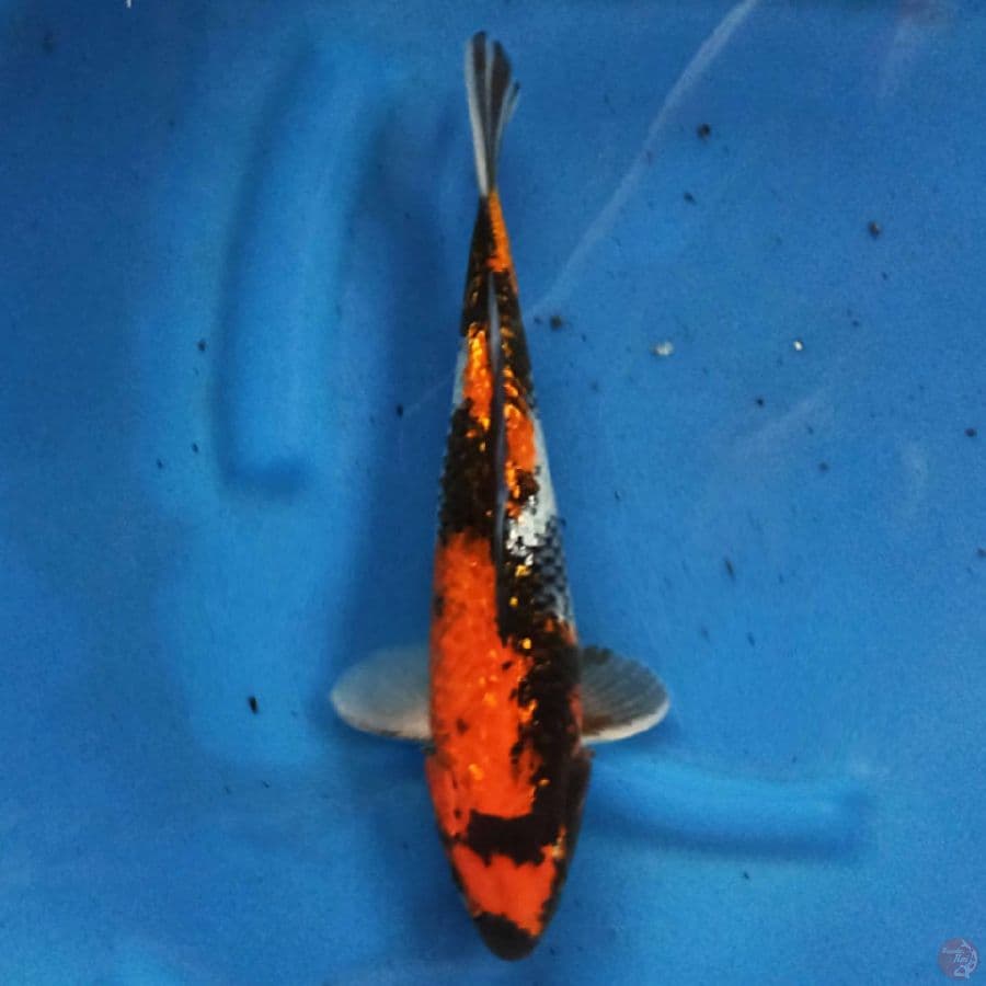 Showa Ginrin 26cm