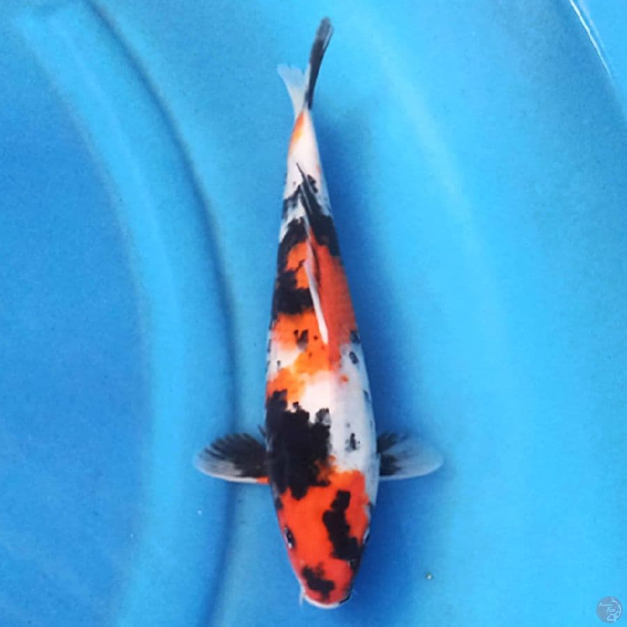 Showa 27cm