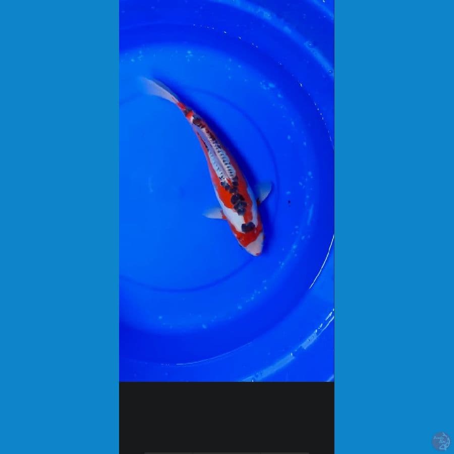 shusui bloodline konishi 35 cm pola nilai sendiri