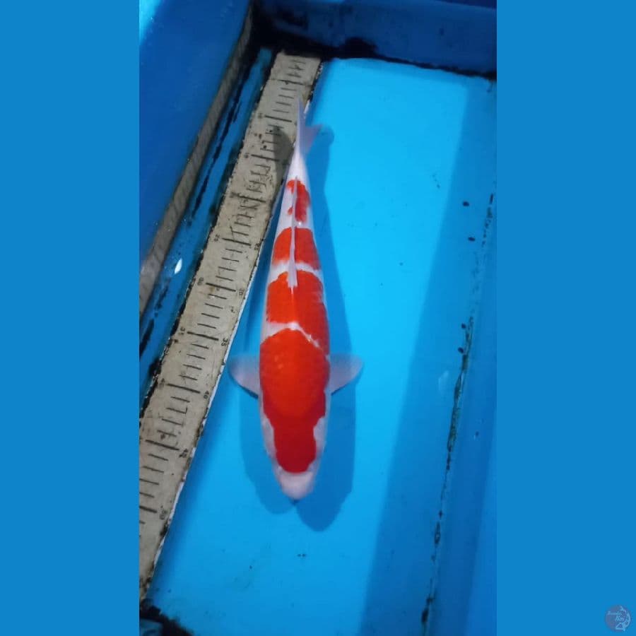 Kohaku 38cm male