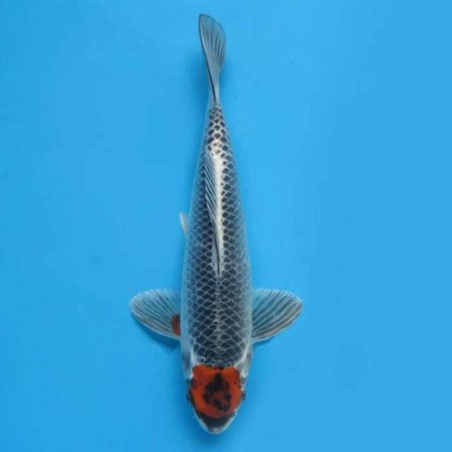 26cm Male Tosai - Tancho Kujaku Original