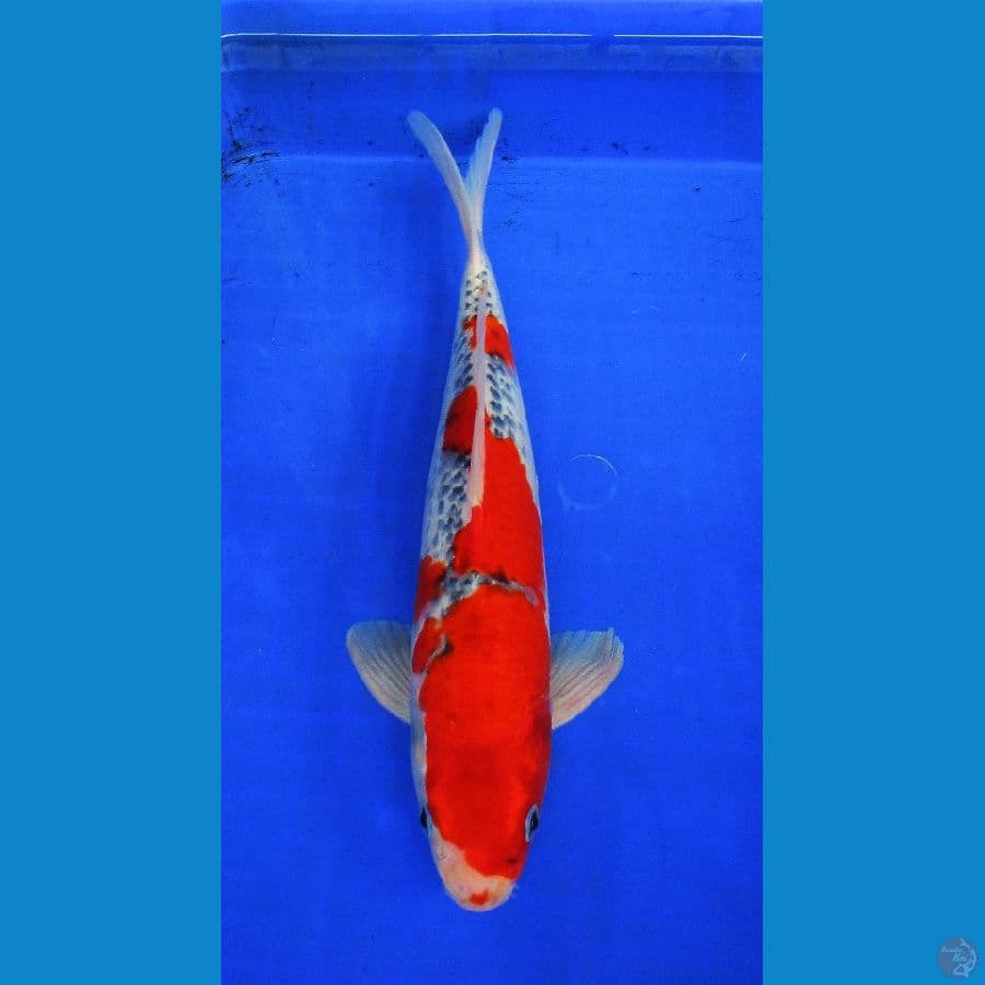 goshiki ±35cm