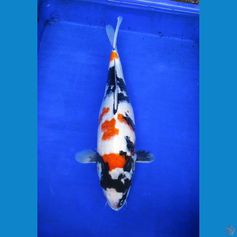 kindai showa ±41cm