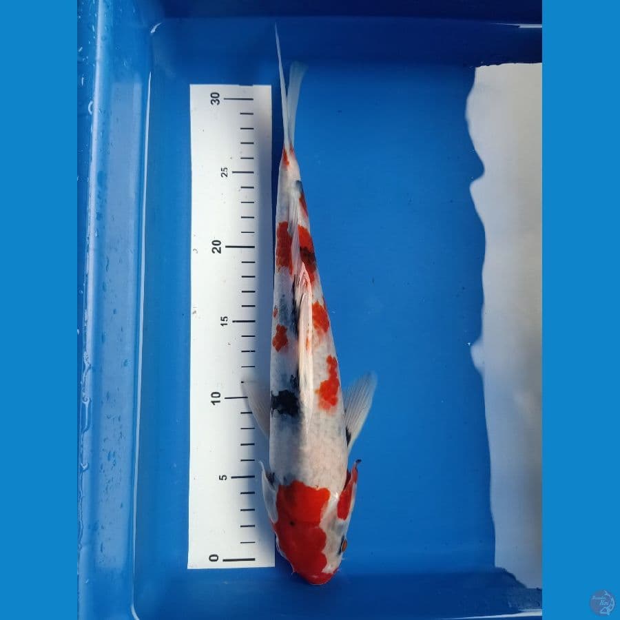 showa 34cm