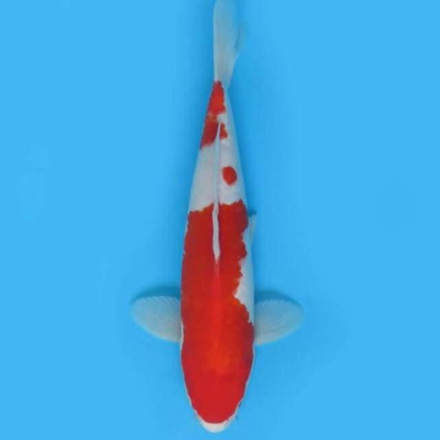 35bu Male Tosai - F1 Kohaku Merah Darah