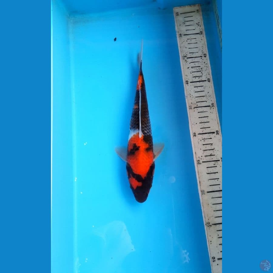 Showa 28cm Male