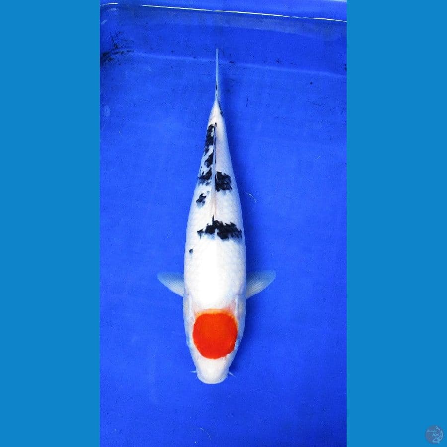 tancho ±35cm