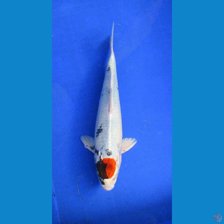 tategoi tancho kin showa ±32cm