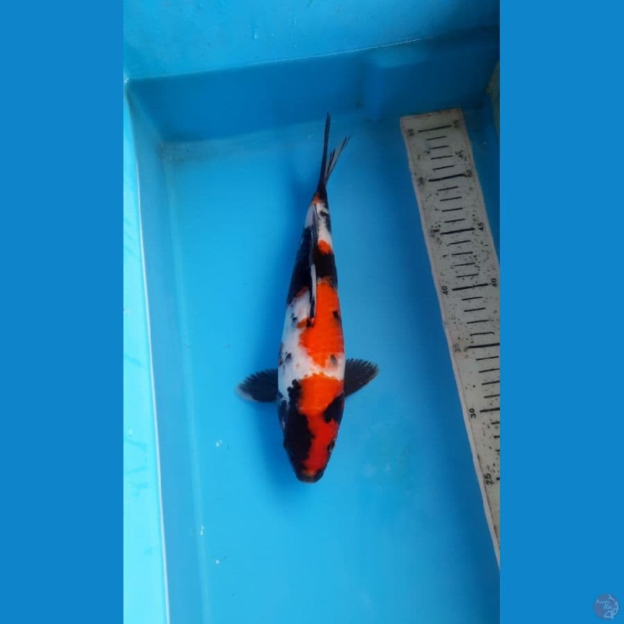Showa 29cm female