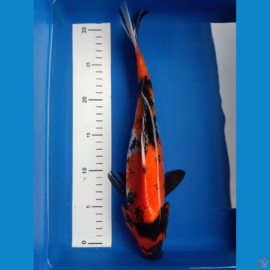 showa 32cm