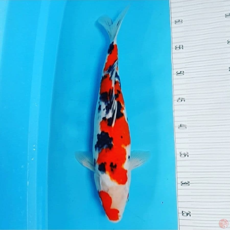 Sanke 40CM