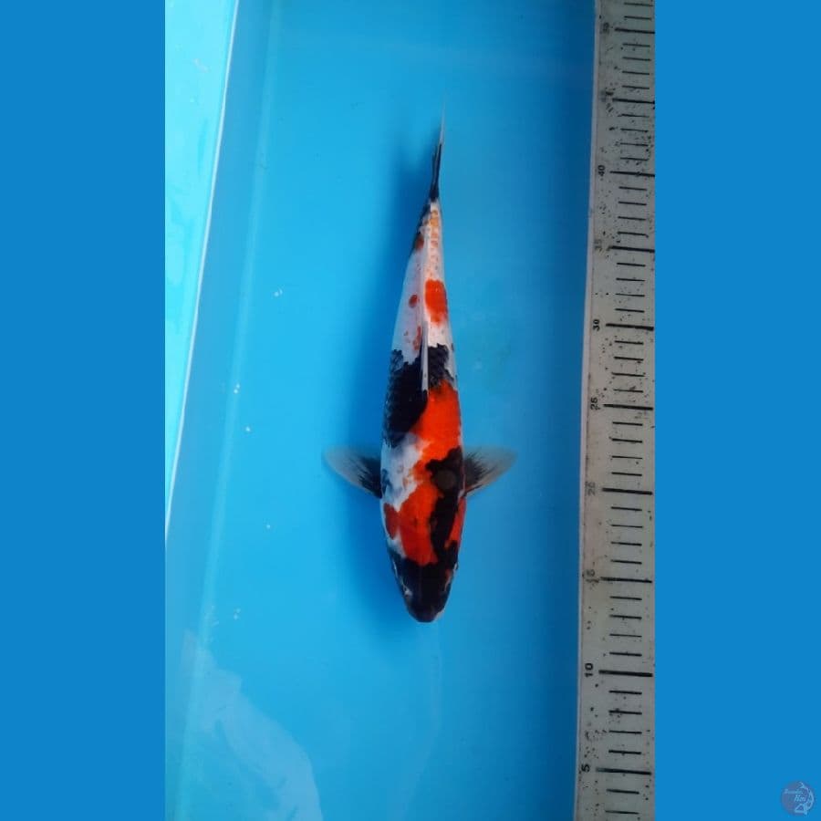 Showa 30cm Male
