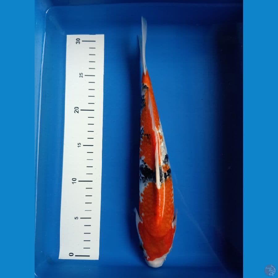 showa 30cm